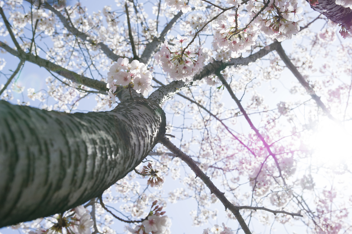 f:id:taka-xl883n:20200428183719j:plain f:id:taka-xl883n:20200428183719j:plain