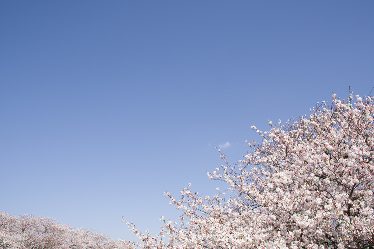 f:id:taka-xl883n:20200428184252j:plain f:id:taka-xl883n:20200428184252j:plain