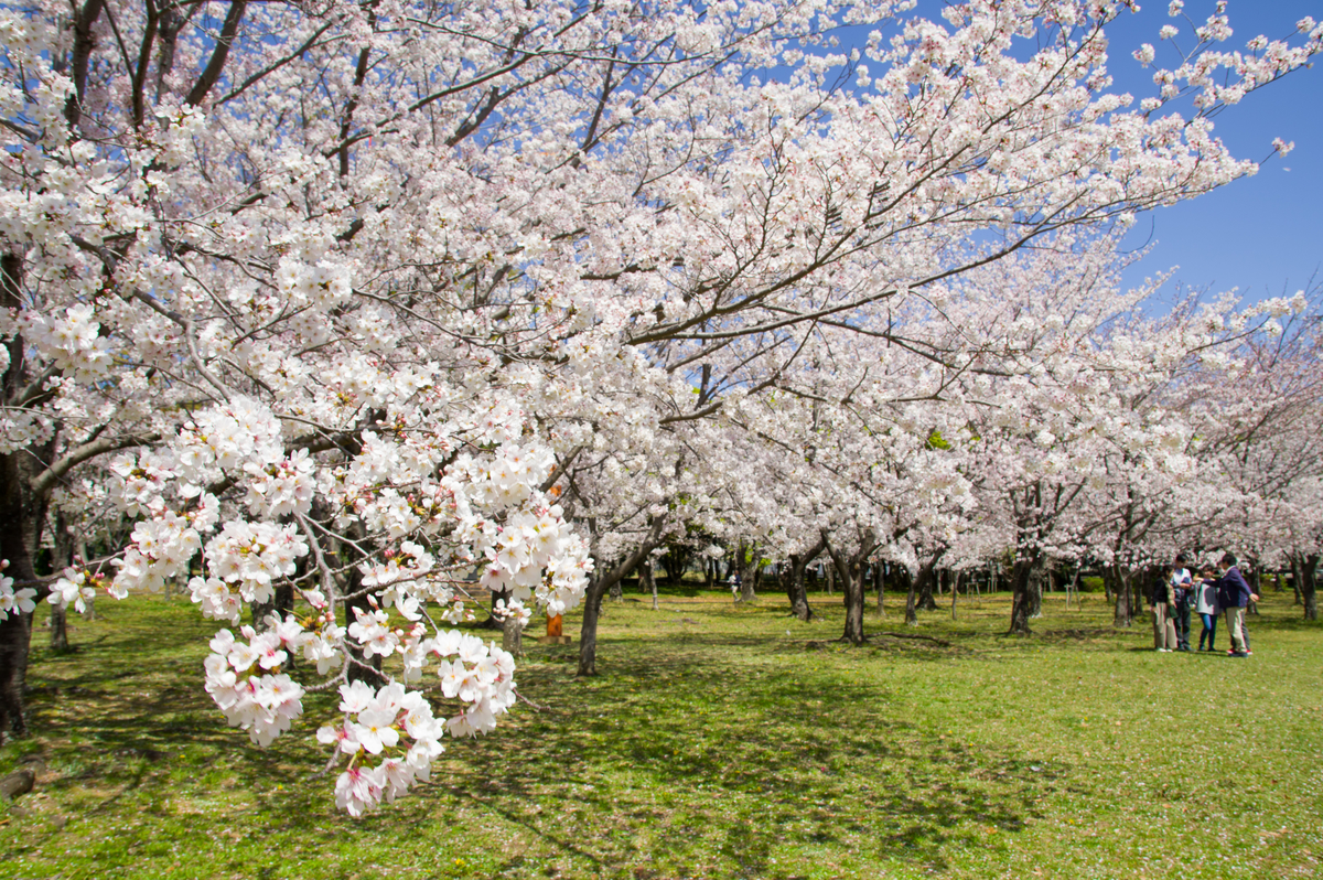 f:id:taka-xl883n:20200428185034j:plain f:id:taka-xl883n:20200428185034j:plain