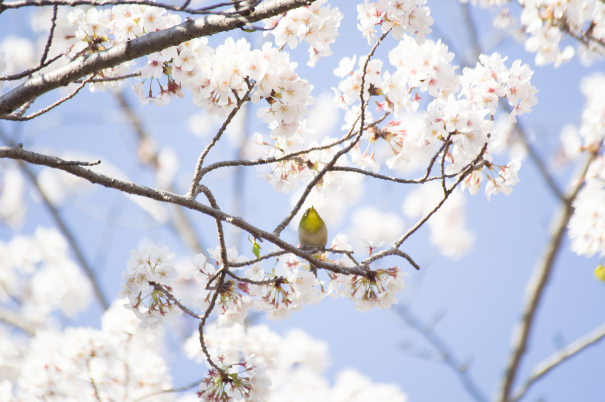 f:id:taka-xl883n:20200428185208j:plain f:id:taka-xl883n:20200428185208j:plain