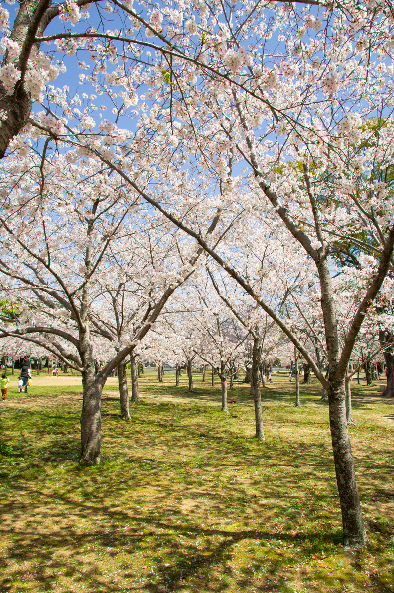 f:id:taka-xl883n:20200428185317j:plain f:id:taka-xl883n:20200428185317j:plain