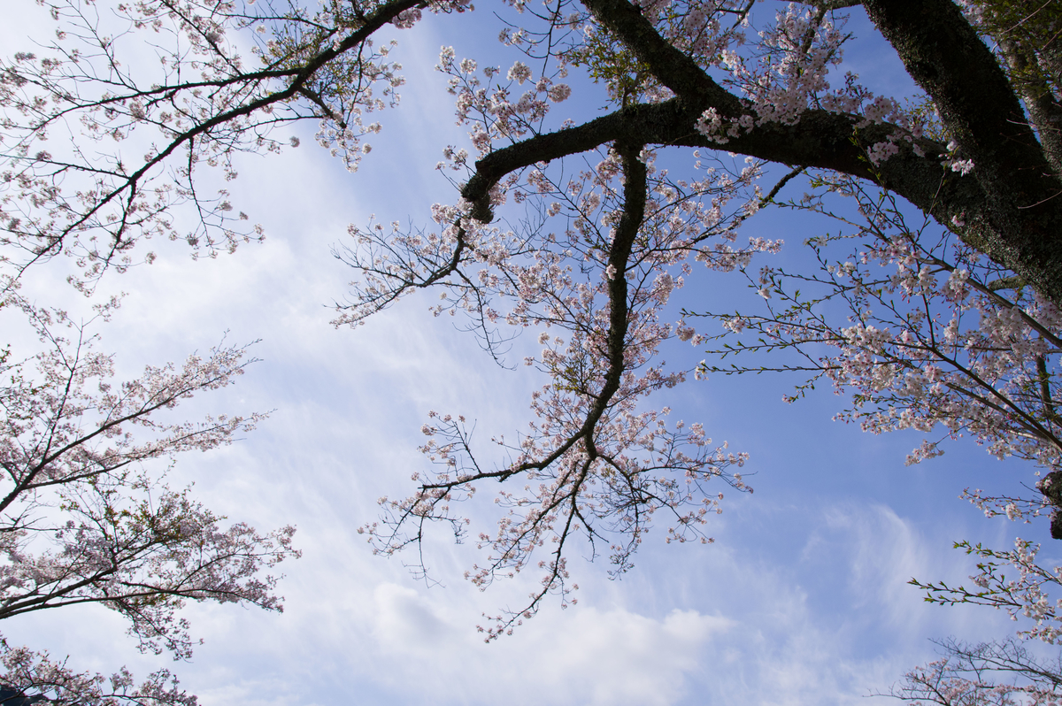 f:id:taka-xl883n:20200501135301j:plain f:id:taka-xl883n:20200501135301j:plain