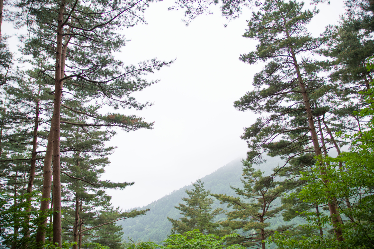 f:id:taka-xl883n:20200619102007j:plain f:id:taka-xl883n:20200619102007j:plain