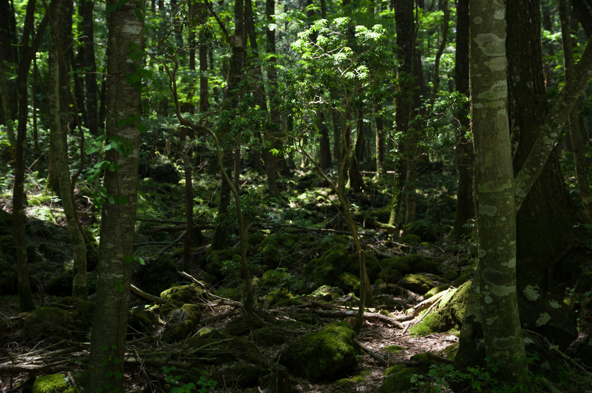 f:id:taka-xl883n:20200622103648j:plain f:id:taka-xl883n:20200622103648j:plain