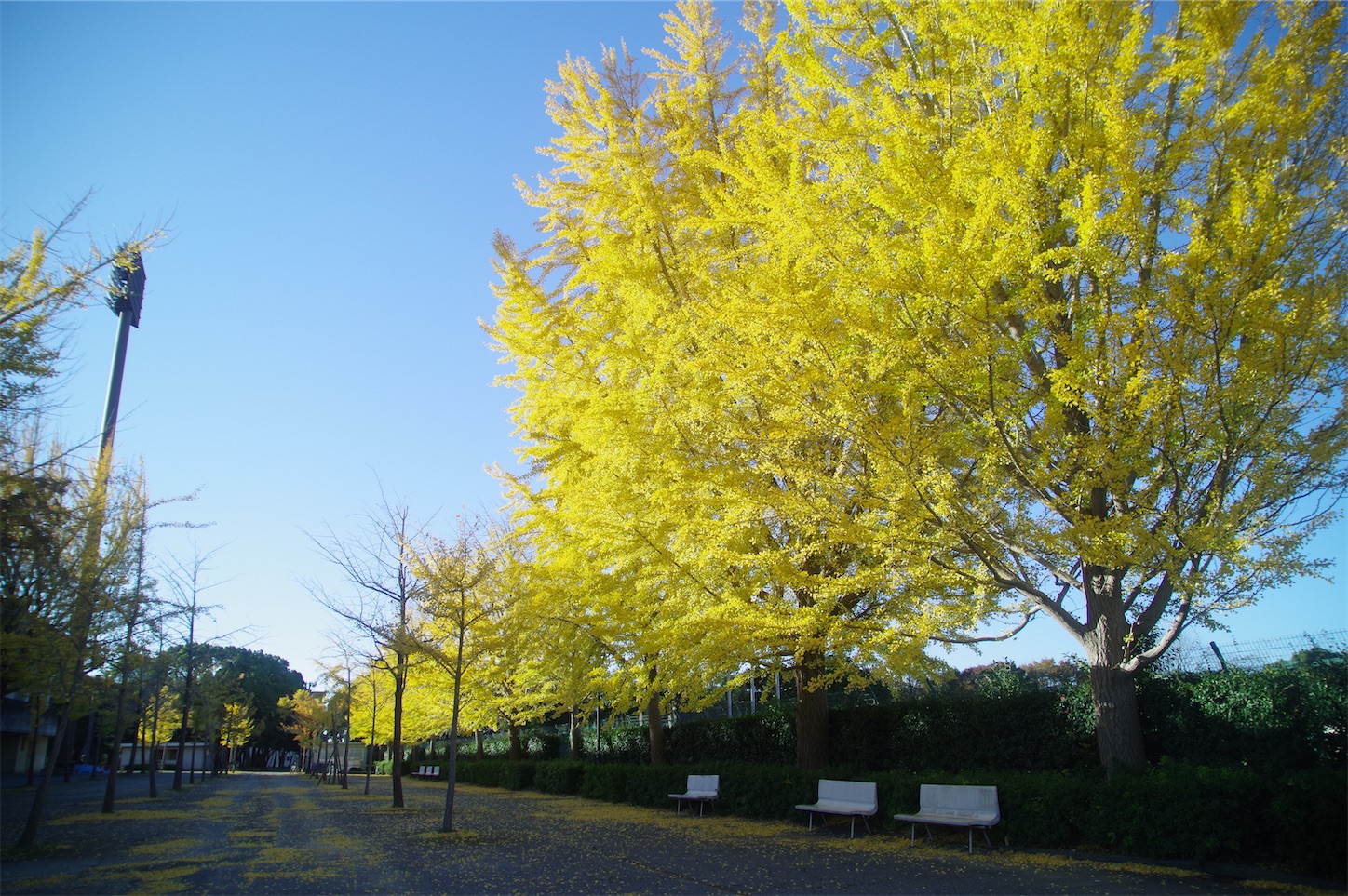 f:id:taka-xl883n:20241201094726j:image