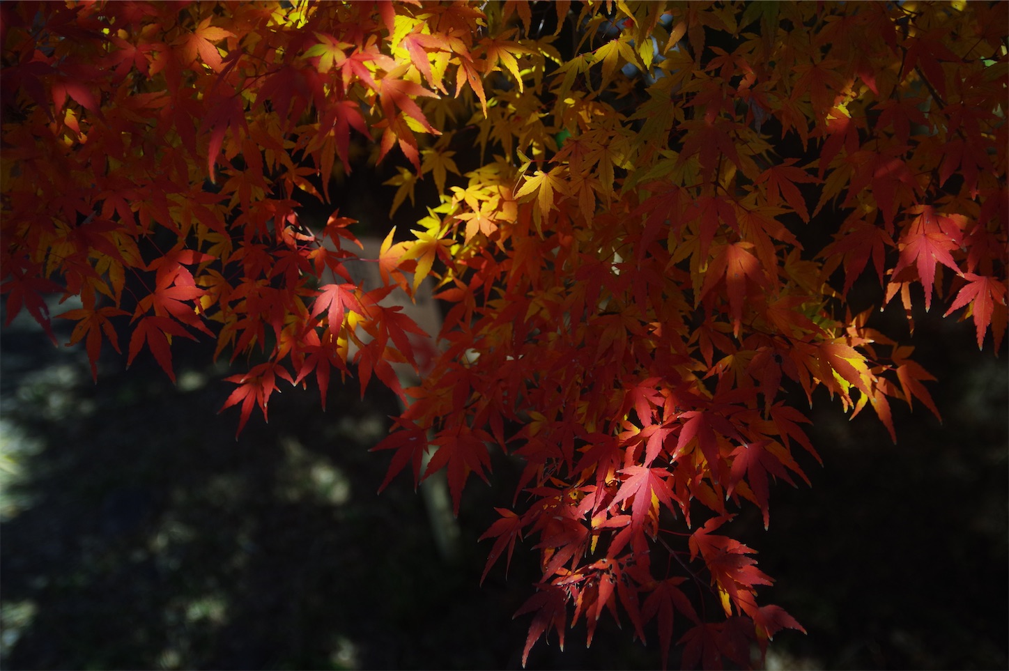 f:id:taka-xl883n:20241219170902j:image