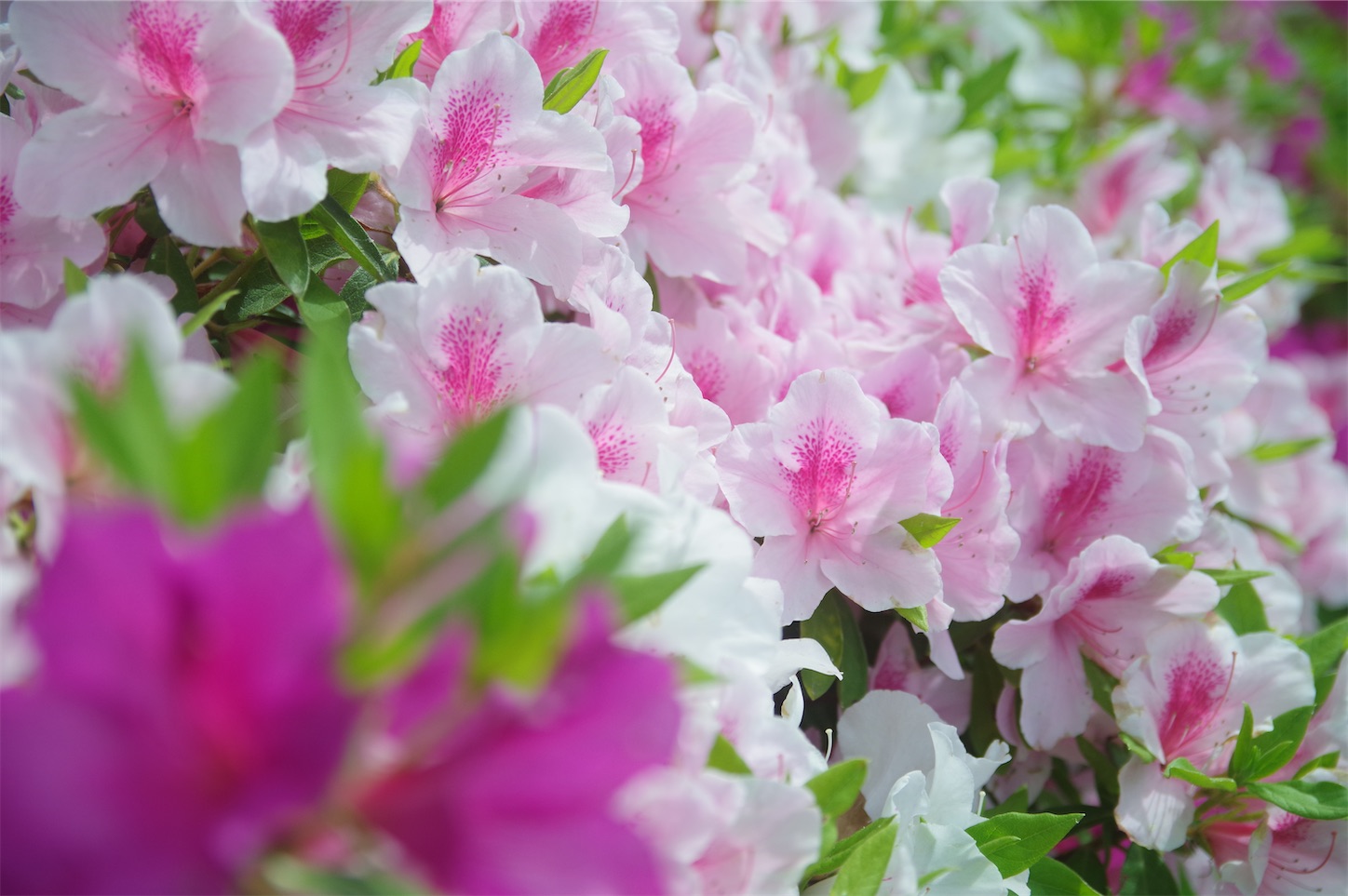f:id:taka-xl883n:20250428123407j:image