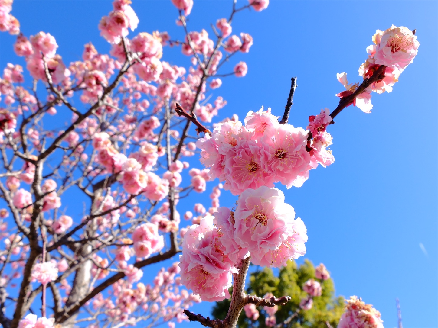 f:id:taka-xl883n:20260314104609j:image f:id:taka-xl883n:20260314104609j:image