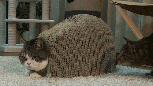 閲覧注意 やばいgifを貼りまくる 笑ったら寝ろ 面白いgifを集めてみたよ