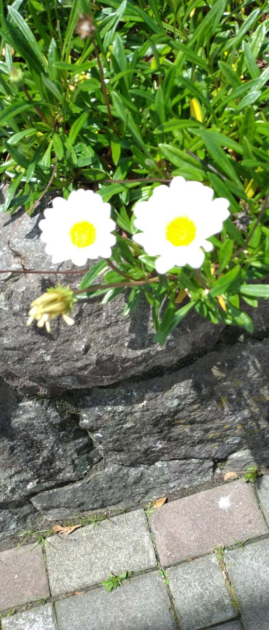 f:id:taka1119:20260618132407j:image