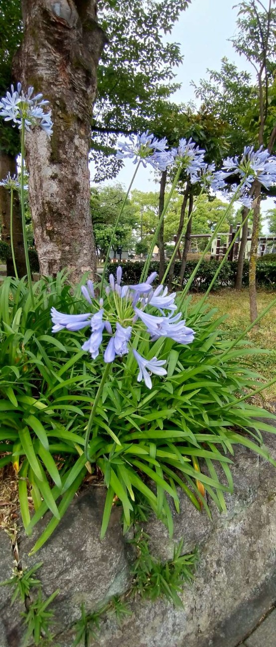 f:id:taka1119:20260618132609j:image