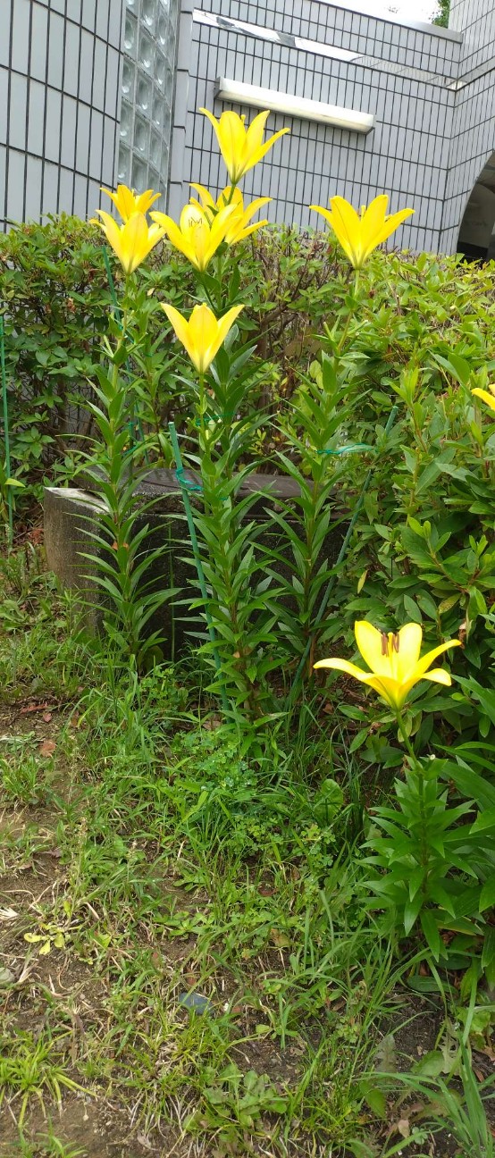 f:id:taka1119:20260618132707j:image