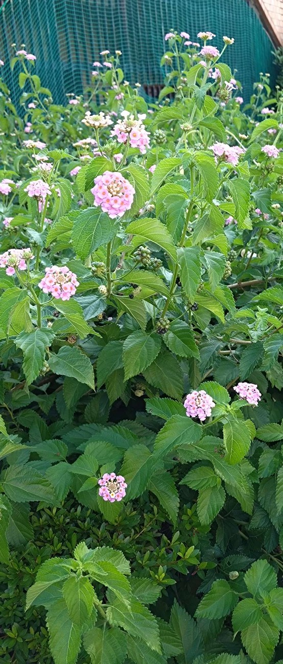 f:id:taka1119:20260809083058j:image