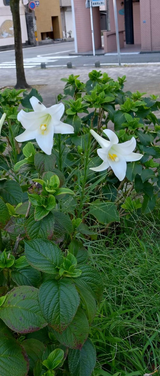 f:id:taka1119:20260809083151j:image