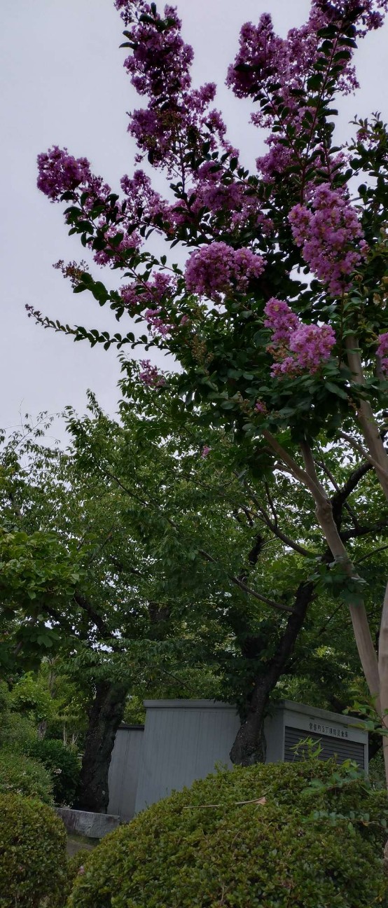 f:id:taka1119:20260817112413j:image