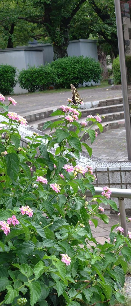 f:id:taka1119:20260817115128j:image