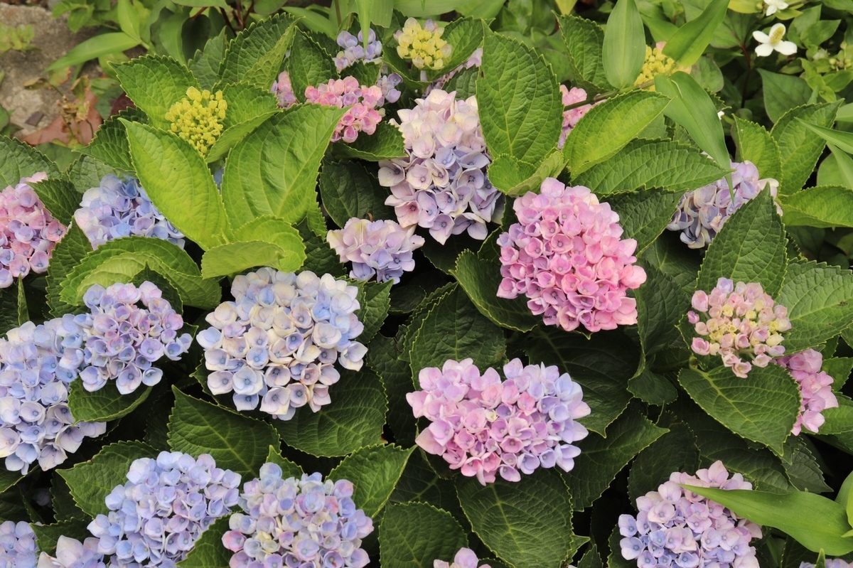 f:id:taka6021:20190627211908j:plain