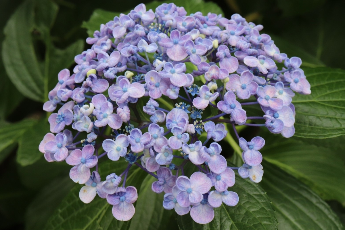 f:id:taka6021:20190627212037j:plain