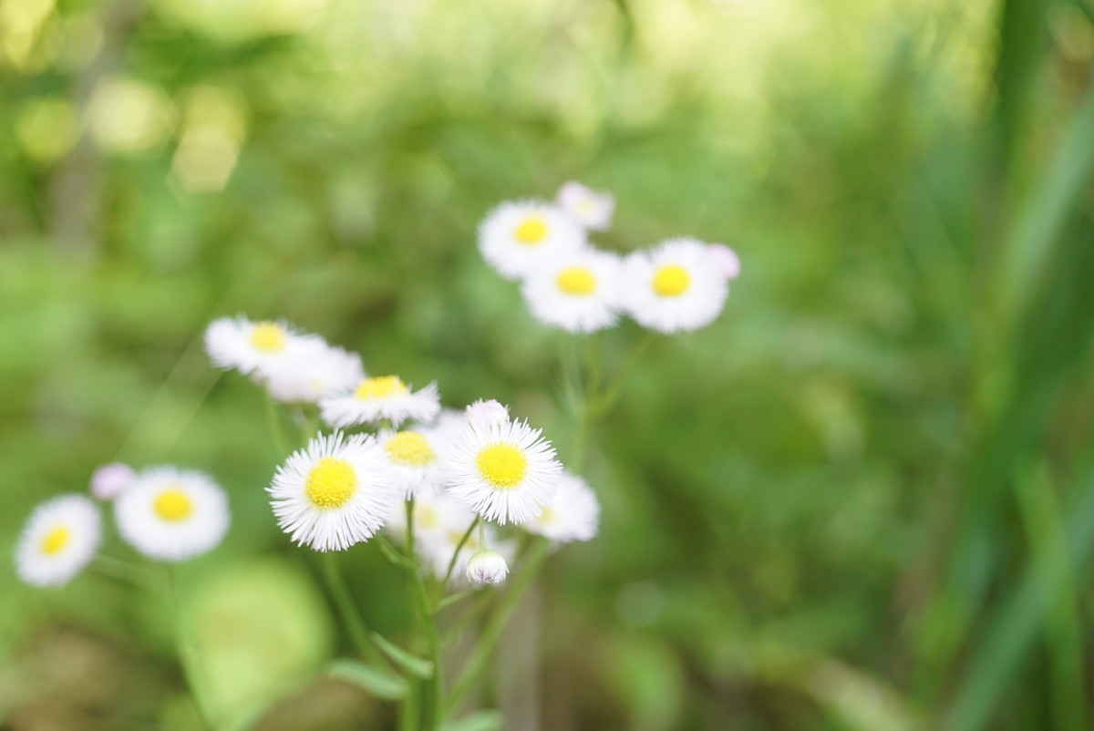 f:id:taka8shi:20190511163010j:plain f:id:taka8shi:20190511163010j:plain