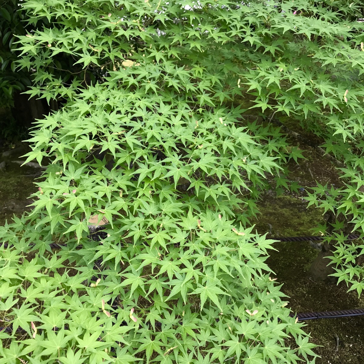 f:id:taka8shi:20190602105408j:plain f:id:taka8shi:20190602105408j:plain