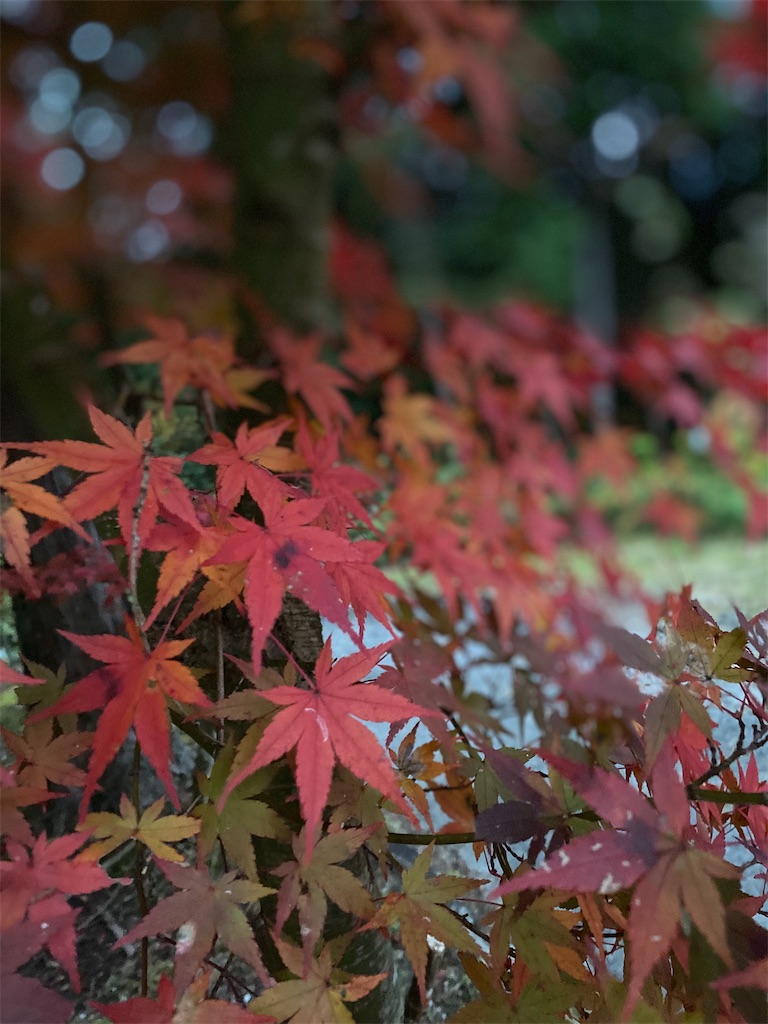 f:id:taka963:20211112154136j:image f:id:taka963:20211112154136j:image