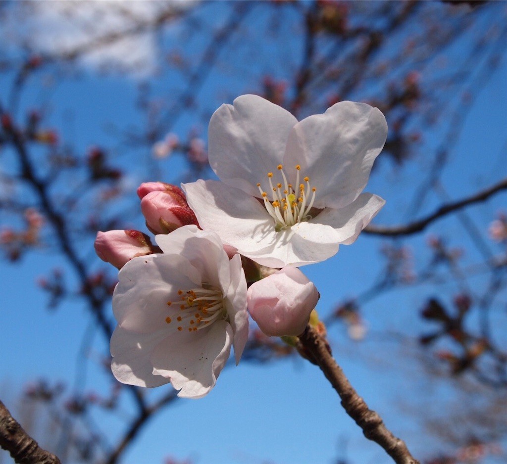 桜 𝒎𝒐𝒐𝒏 𝒑𝒉𝒂𝒔𝒆𝒔 🌕 on X: 