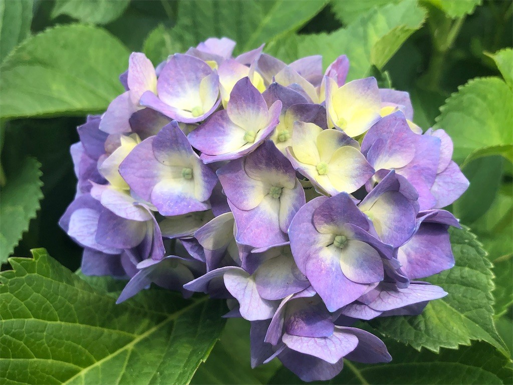 f:id:taka_fan:20190604130954j:image