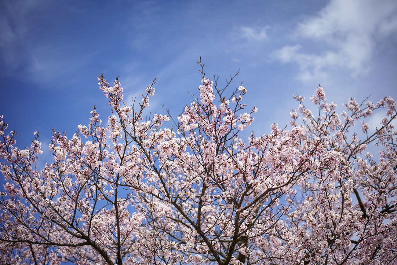フォクトレンダー APO-LANTHAR 50mm F2、F2、1/2000秒、ISO50