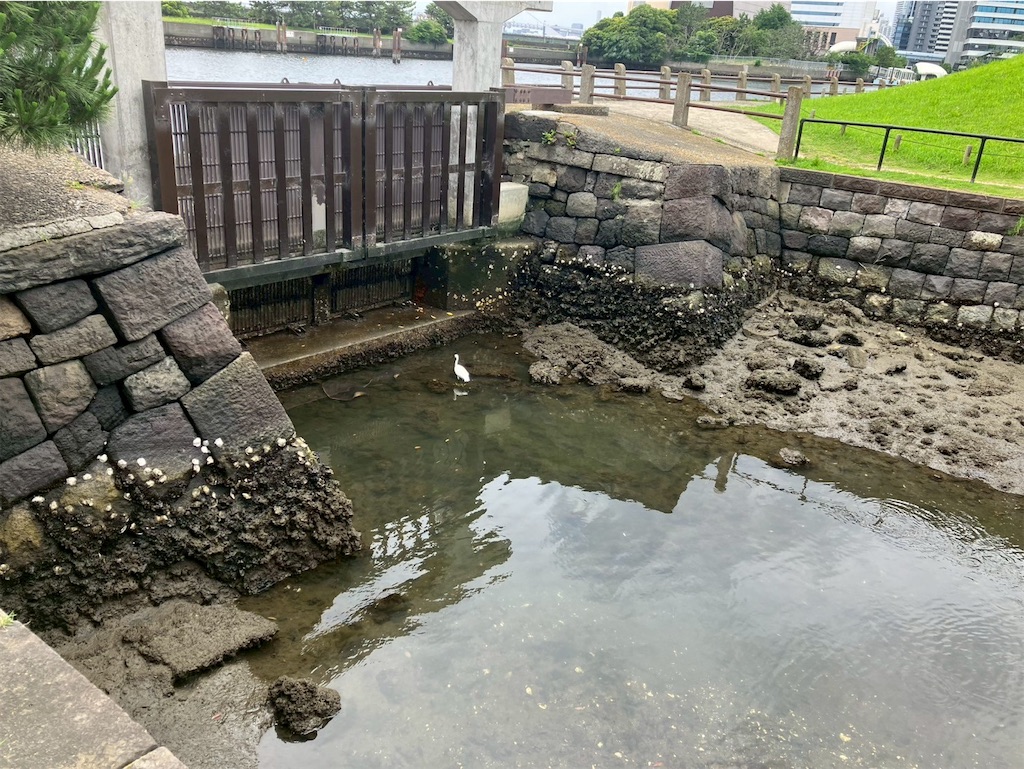 f:id:takaaoyama:20250615075241j:image