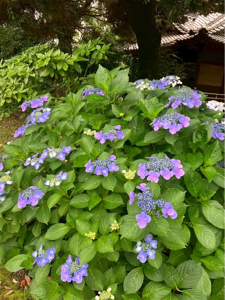 f:id:takaaoyama:20250615090123j:image