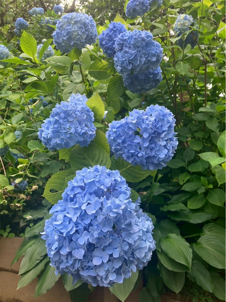 f:id:takaaoyama:20260608114740j:image