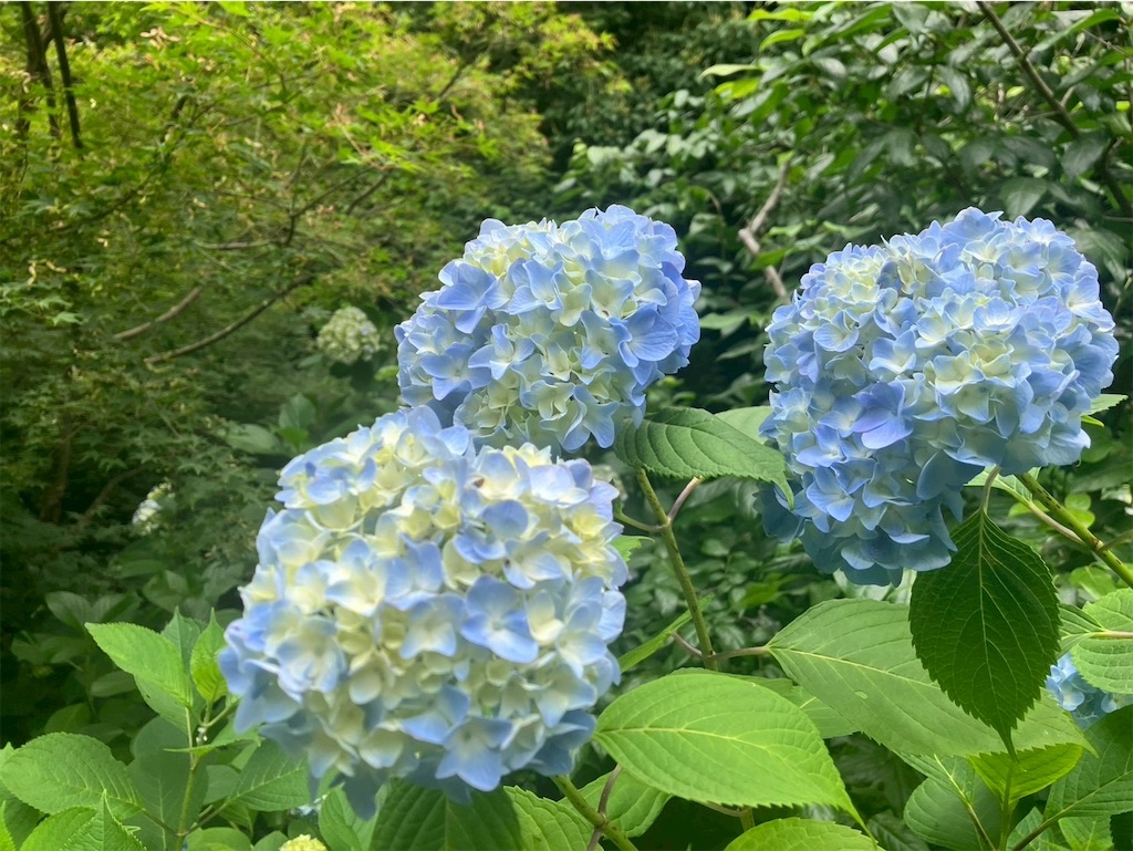 f:id:takaaoyama:20260608114751j:image