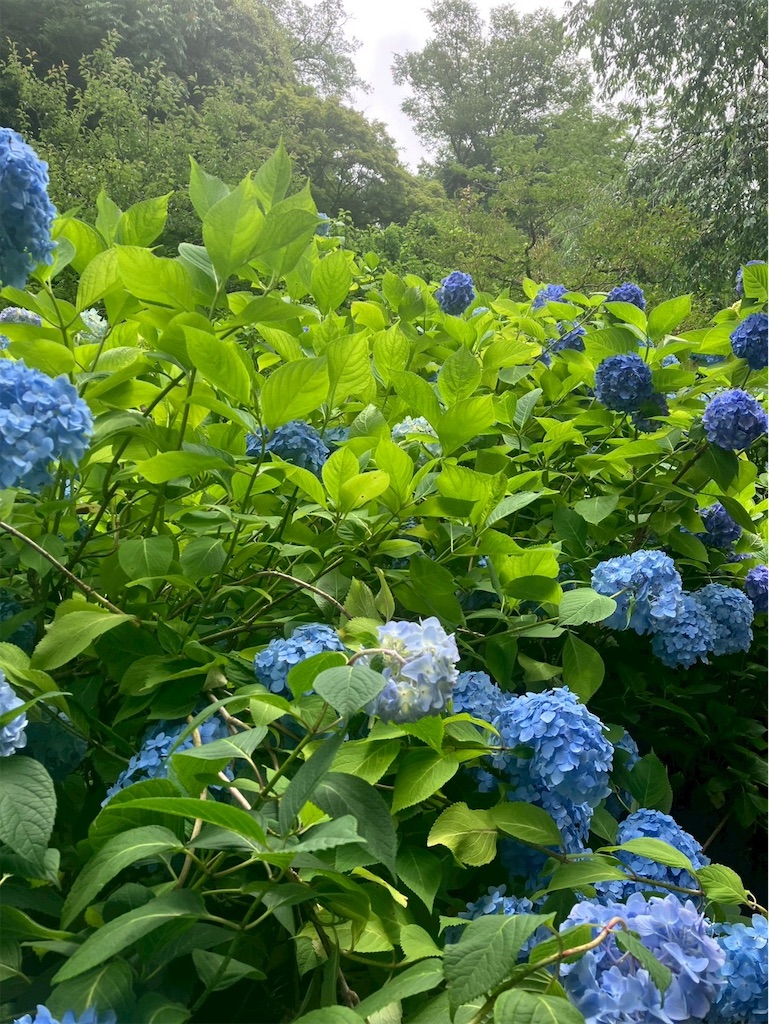 f:id:takaaoyama:20260608114803j:image