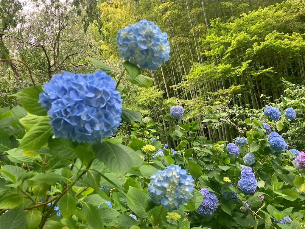 f:id:takaaoyama:20260608114815j:image