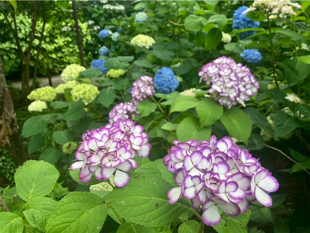 f:id:takaaoyama:20260608114825j:image