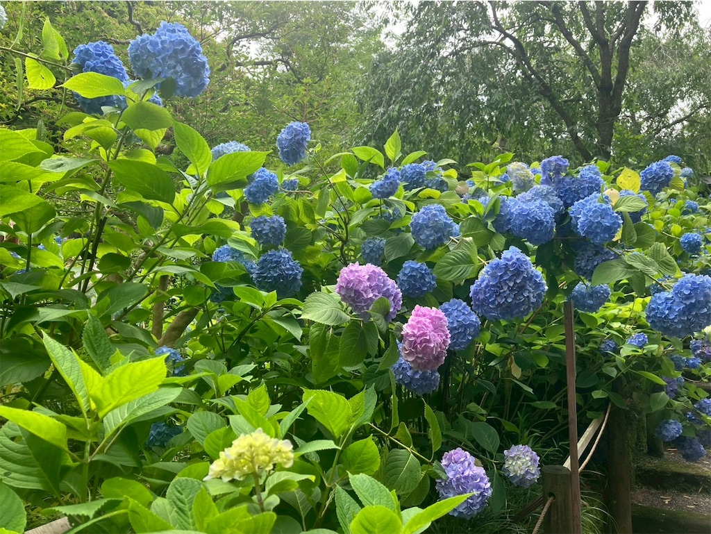 f:id:takaaoyama:20260608114831j:image