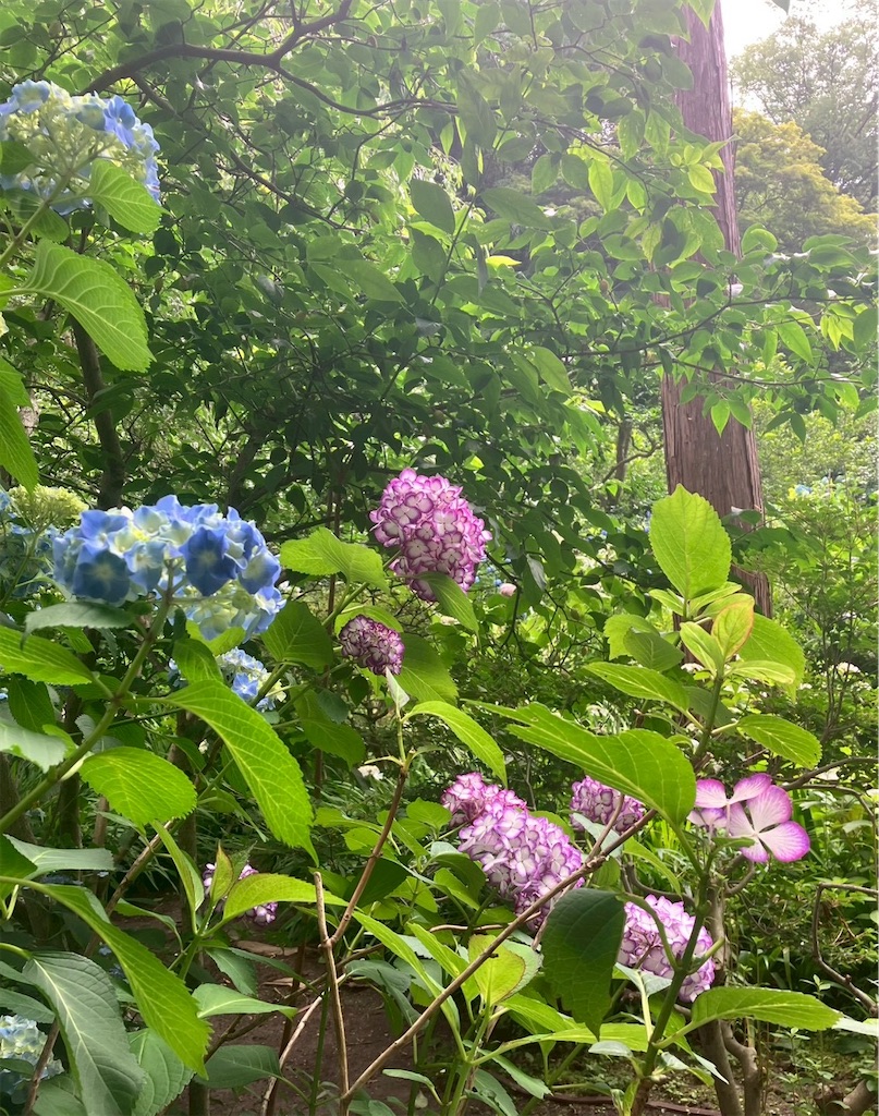 f:id:takaaoyama:20260608114847j:image