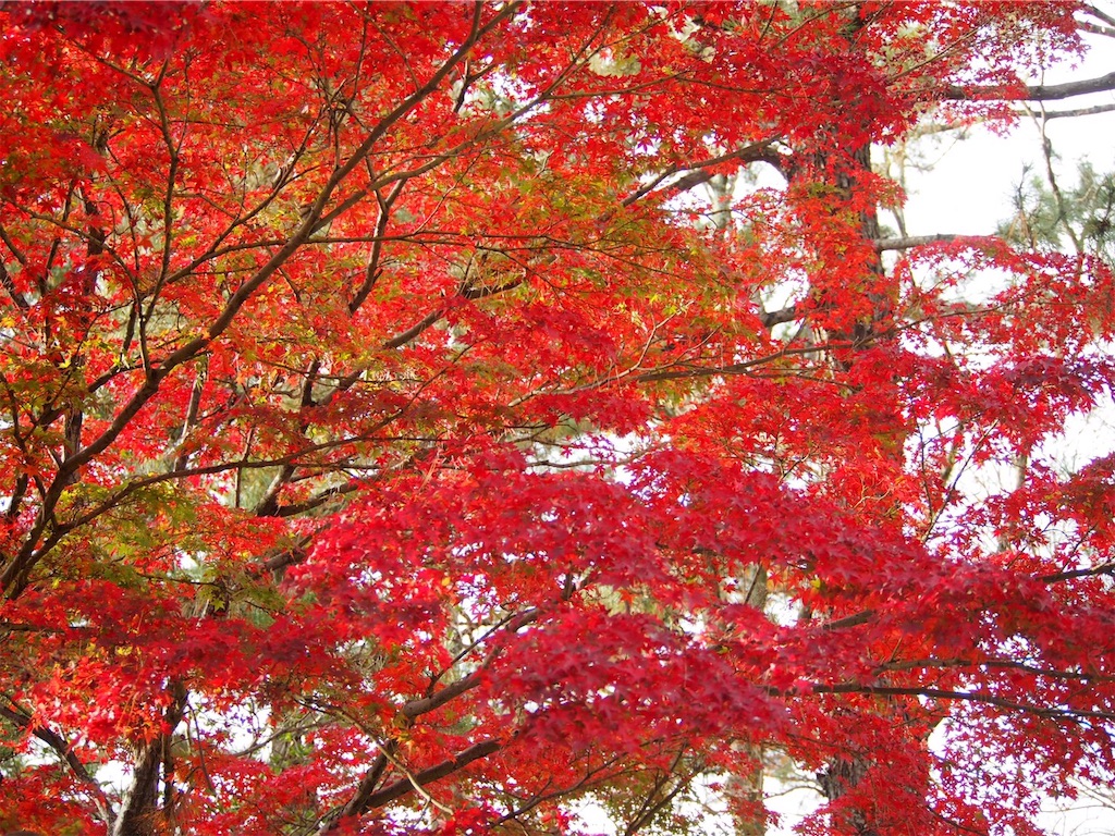 f:id:takabonyade:20201123204732j:image f:id:takabonyade:20201123204732j:image