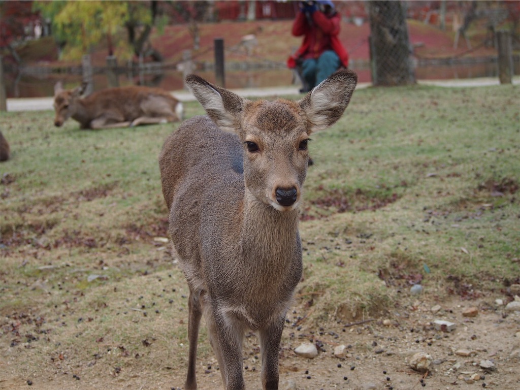 f:id:takabonyade:20201123205014j:image f:id:takabonyade:20201123205014j:image