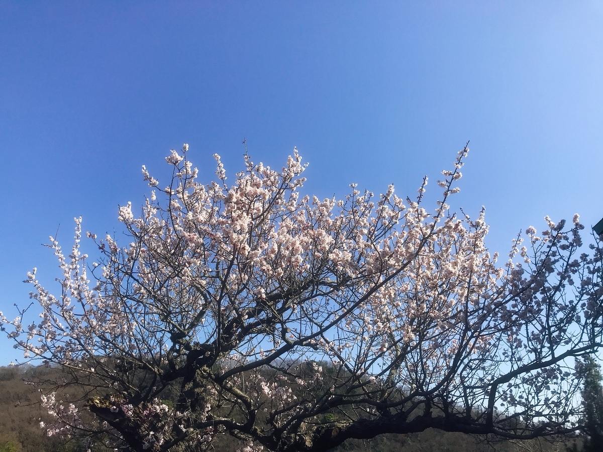 和歌山県岩出市にある 和歌山県植物公園 緑花センター へ行って来た Takabonblog Com