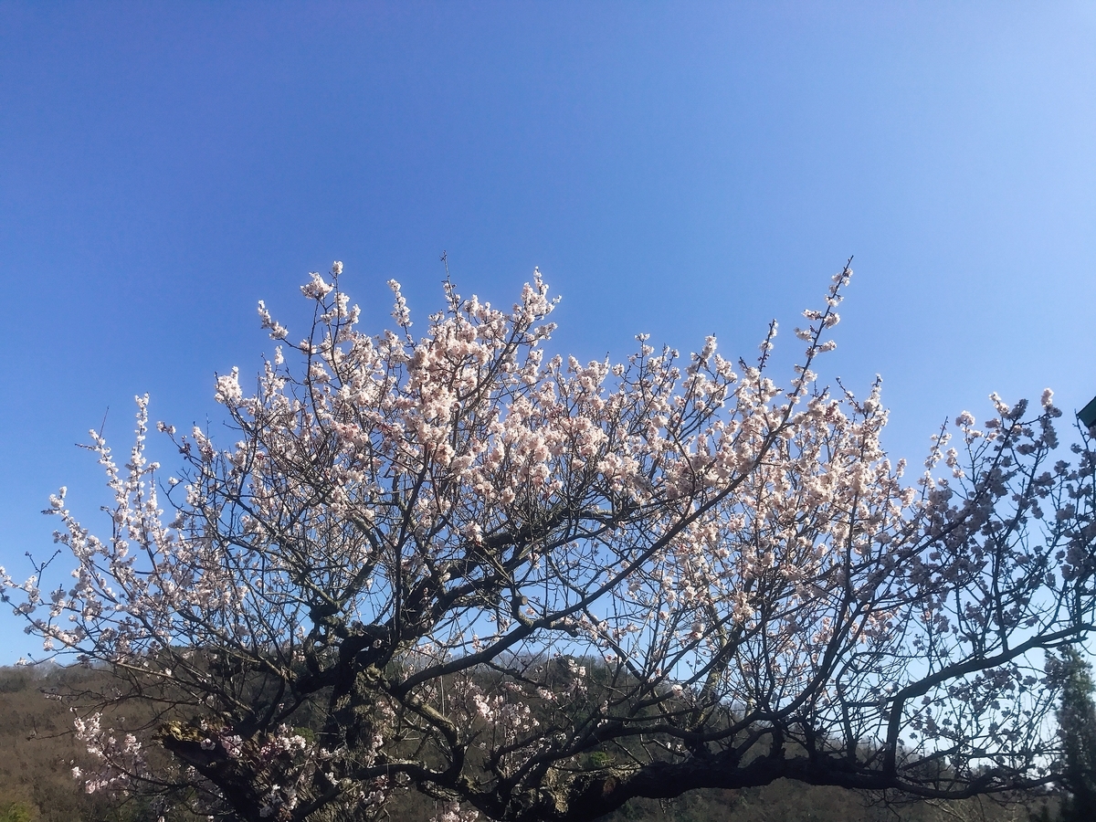 緑花センターの入園口の横の梅の木