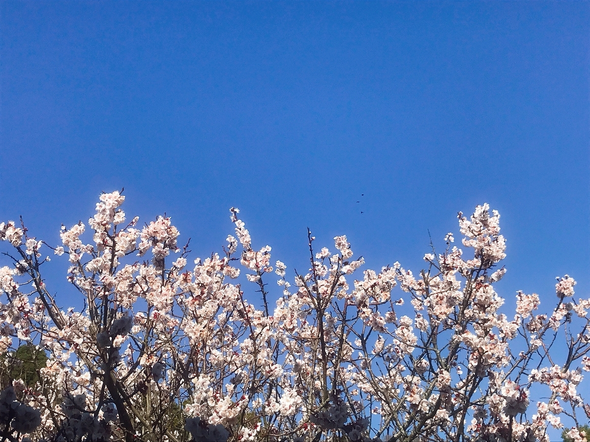 和歌山県岩出市にある 和歌山県植物公園 緑花センター へ行って来た Takabonblog Com