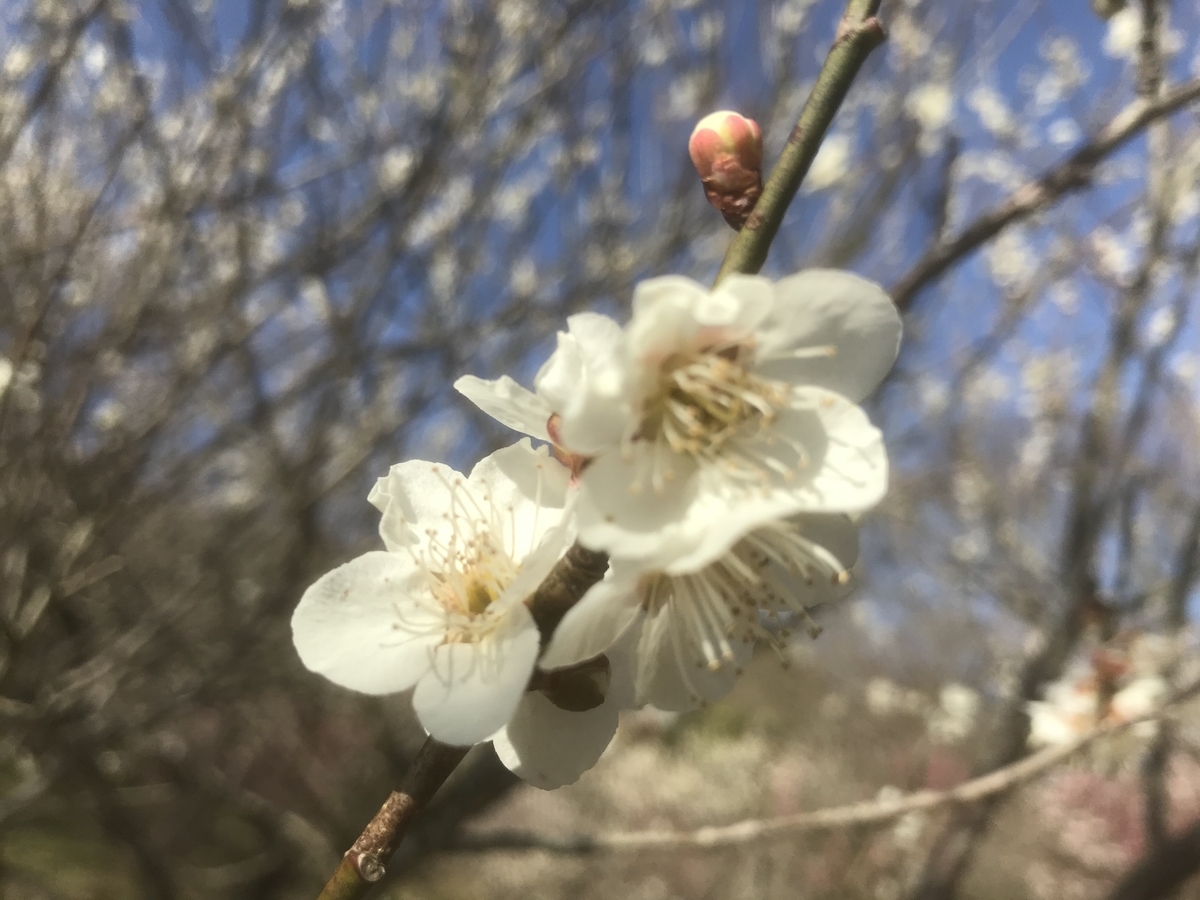 白の梅の花