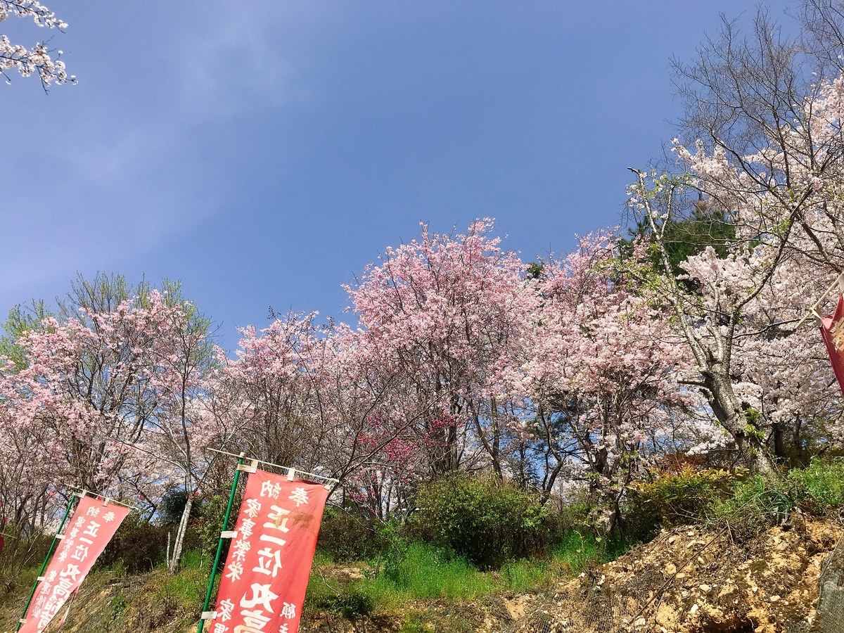 「丸高稲荷神社」にあるたくさんの鳥居の右の桜