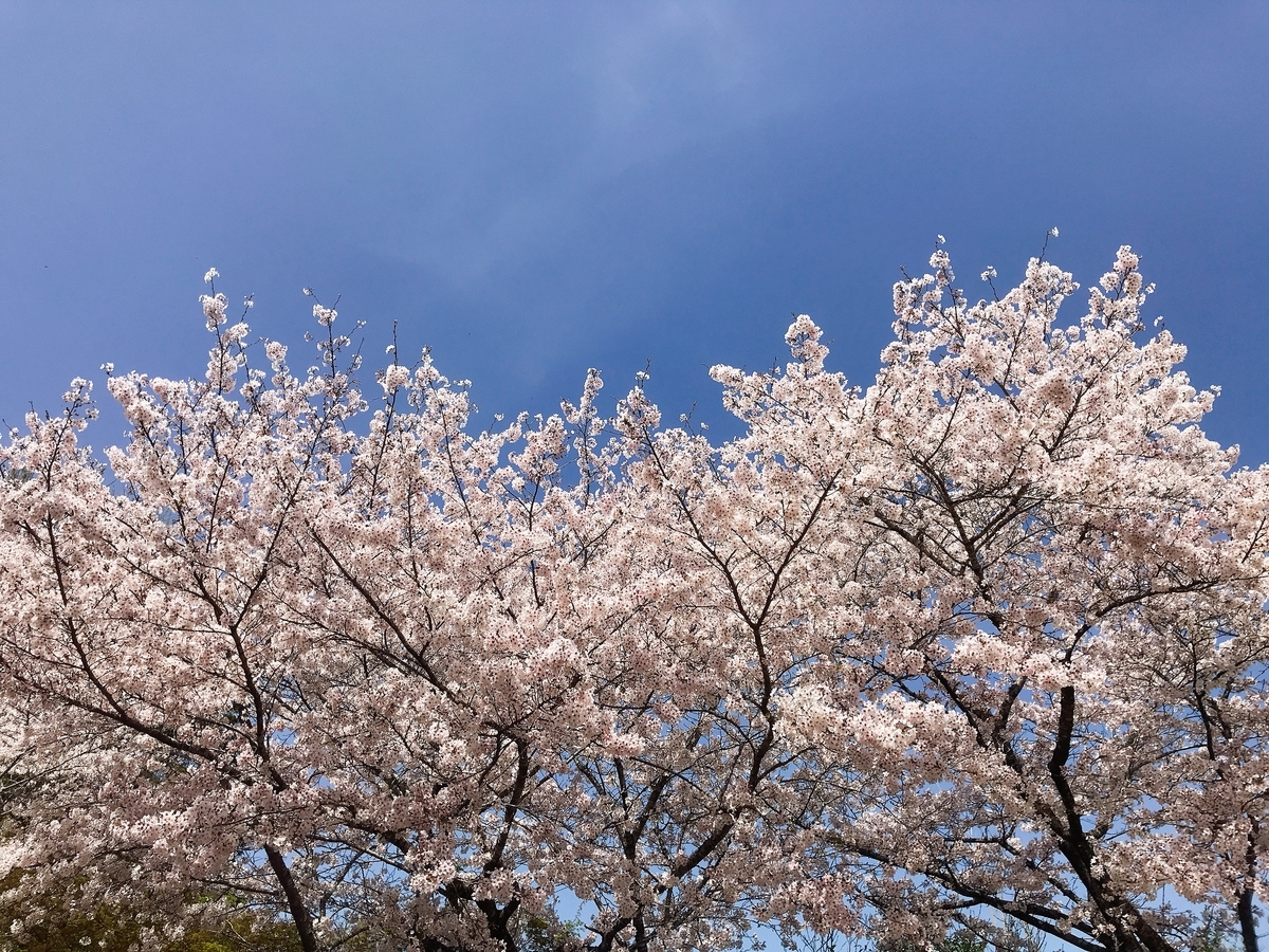 頂上付近の桜
