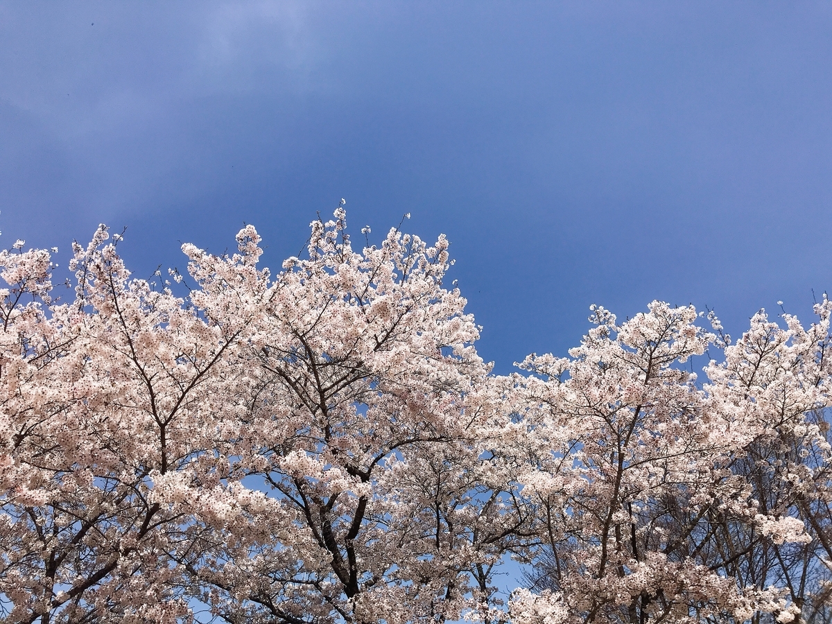 頂上付近の桜