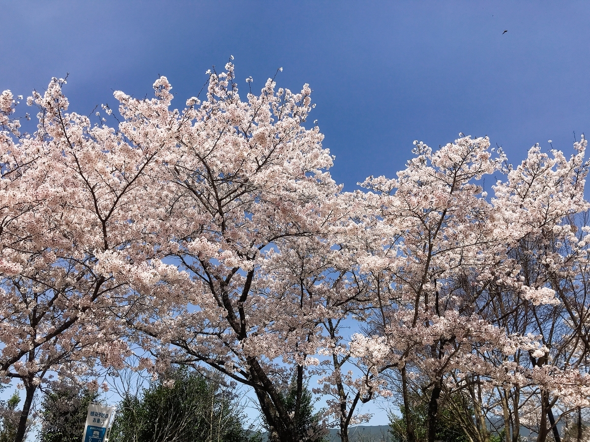 頂上付近の桜