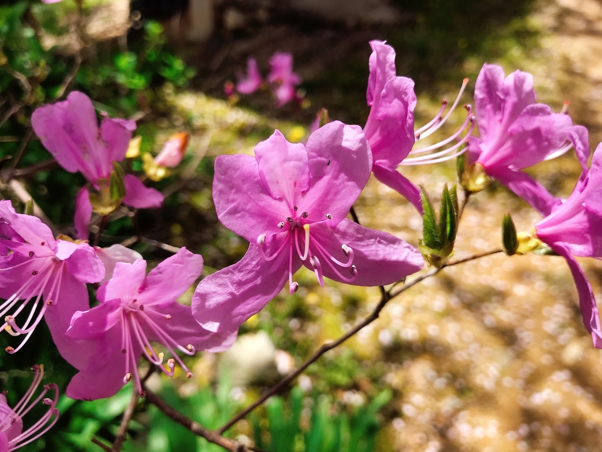 ピンクの色が濃い別の種類の桜の花