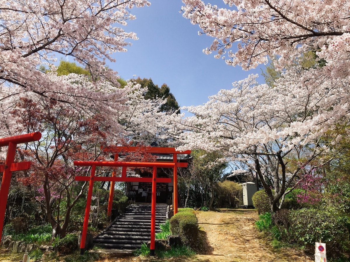 鳥居と桜
