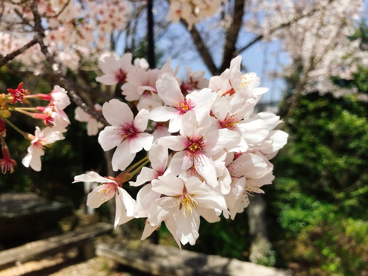 満開になった桜の花びら